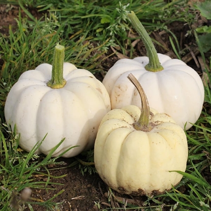 Picture of Pumpkin Casperita